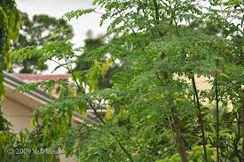 Moringa Uses