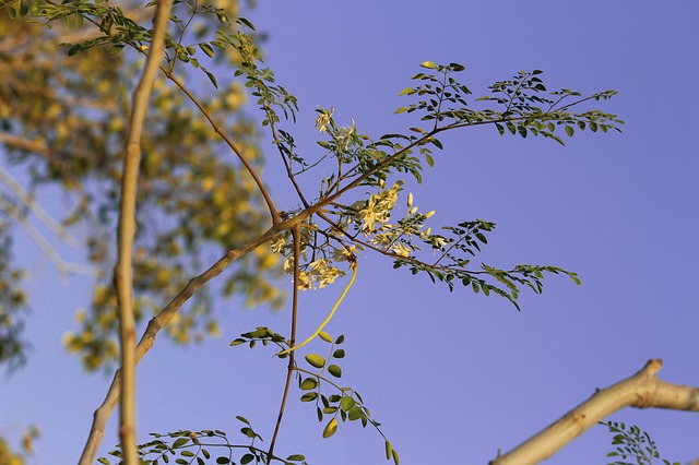 Moringa Oleifera, A Potential Miracle Tree; A Review