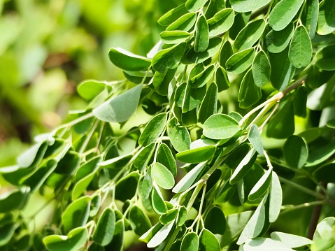 Moringa Oleifera