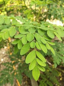 Nutritive Importance of moringa