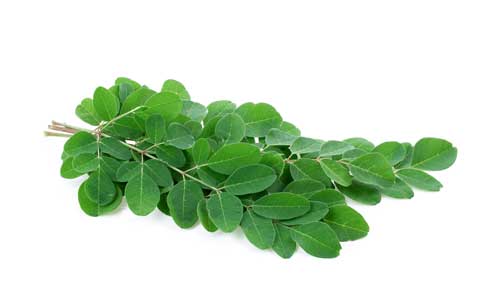 Health Benefits of Moringa