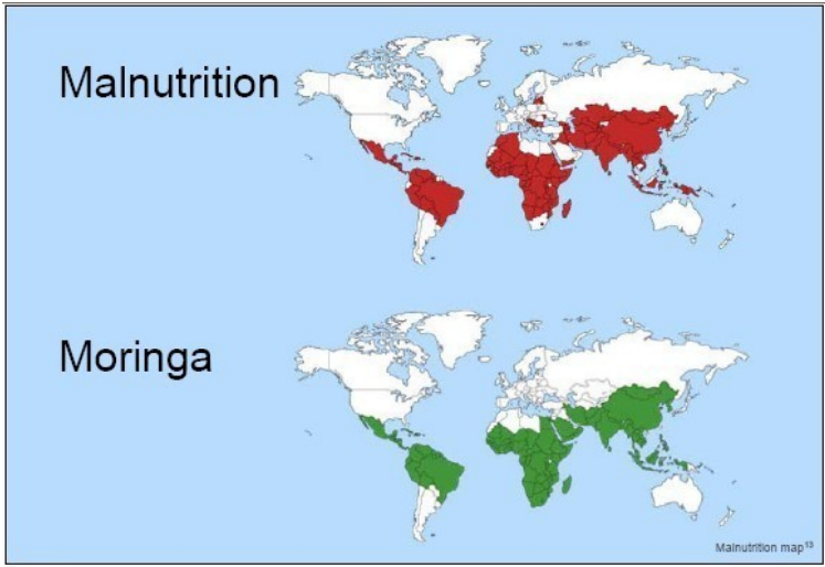 Moringa help to avoid malnutrition and disease