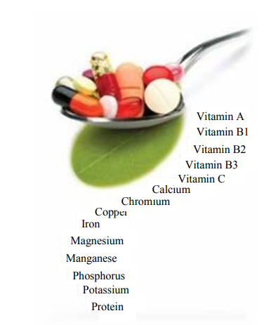 Research on Moringa tree