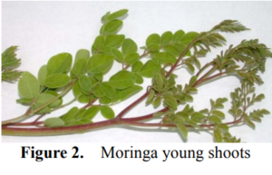 Moringa Leaves