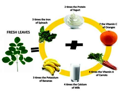 Benefits of Moringa Leaf