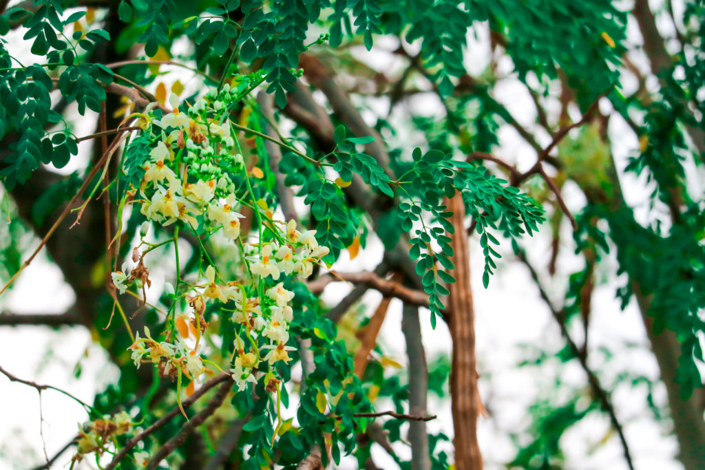 Research on Moringa tree