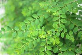 Moringa Leaves Benefits