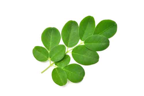 Moringa Questions & Answers!